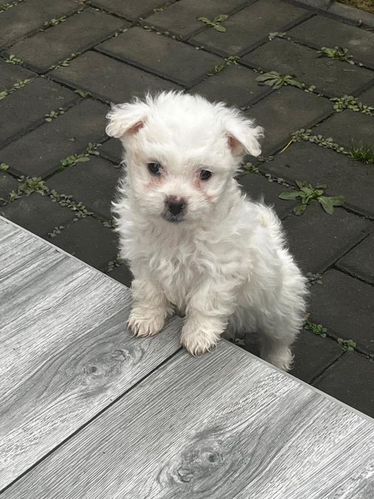 Bichon Maltez mascul