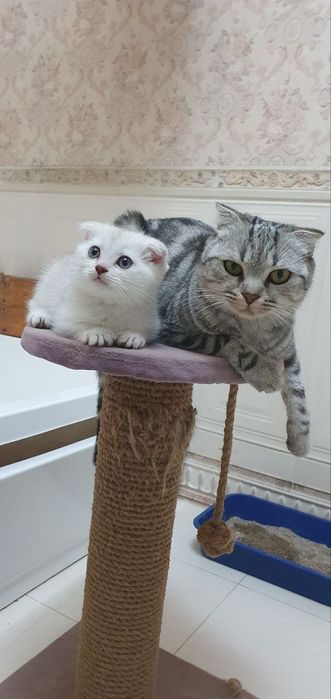 СРОЧНО! Шотландская вислоухая голубо-глазая ,,Скоттиш-фолд'' цена за в