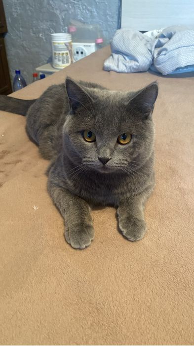 Вязка кота британец