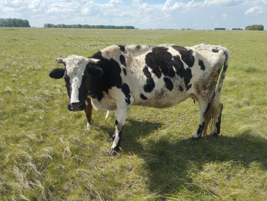 Продажа КРС на откорме