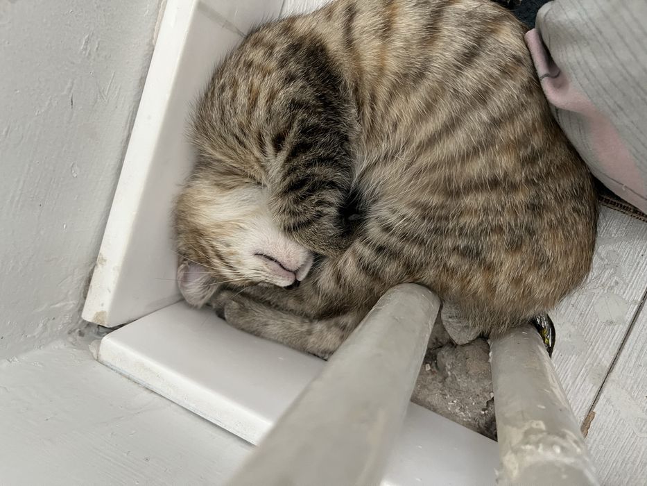 Котенок,2 месяца