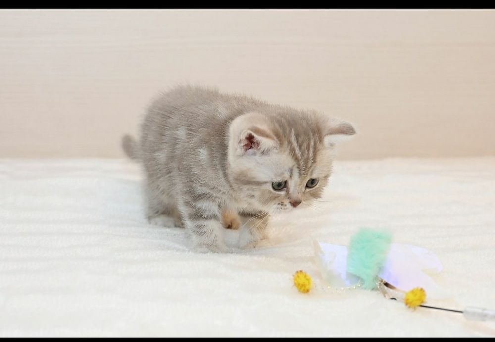 Лиловая мраморная принцесса