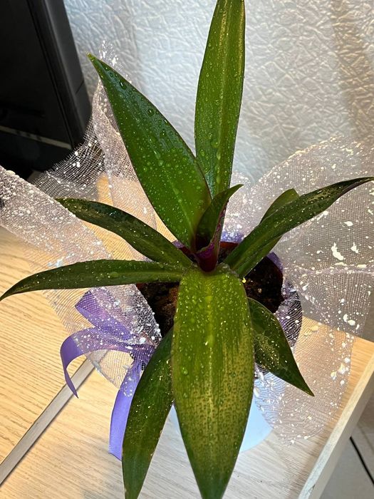 Цветы для дома, офиса и в подарок