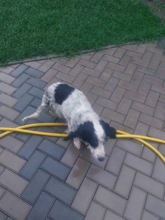 Щенки     даром.