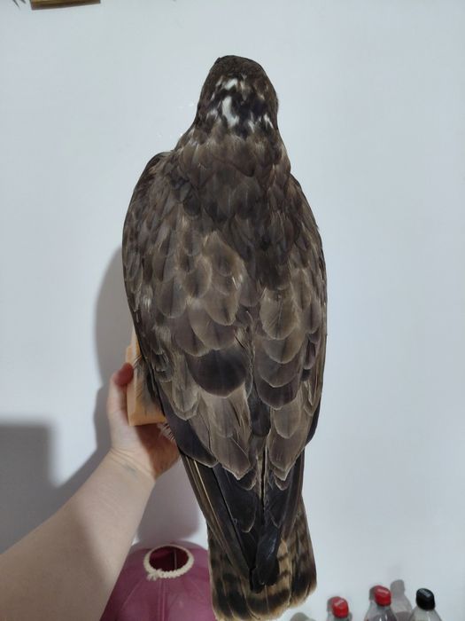 Uliu impaiat, taxidermie U2