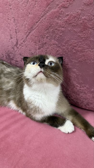 Кошка в добрые руки