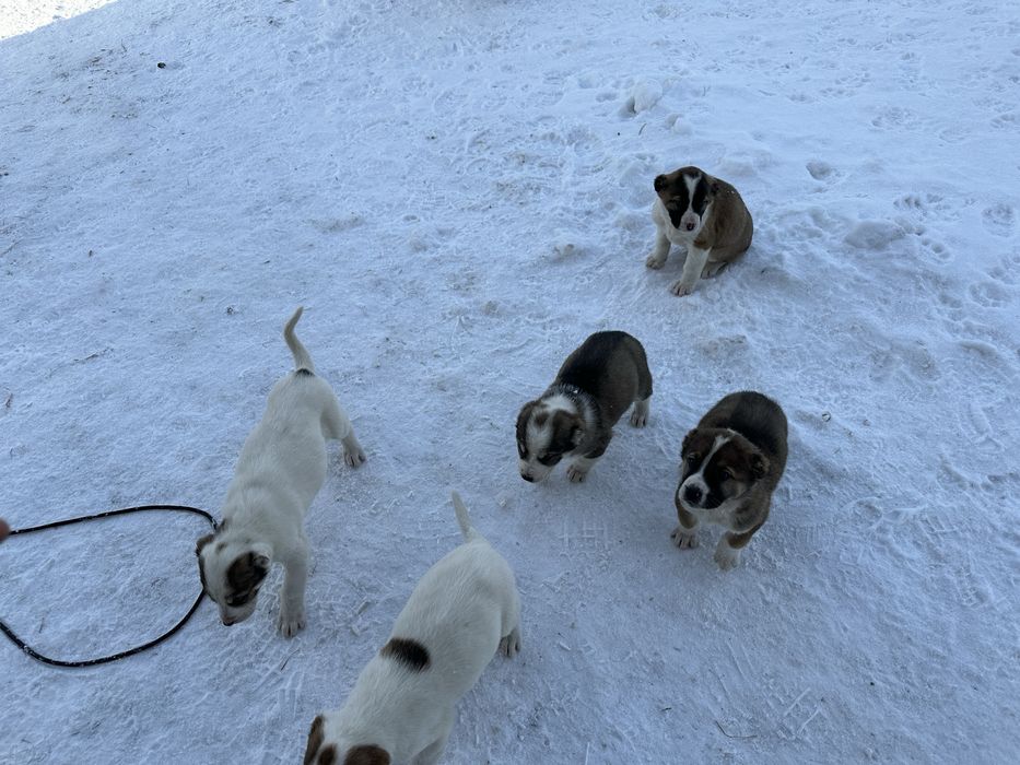 Продам щенков алабая