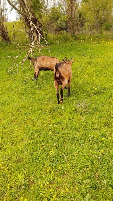 Doua căprițe si un țap