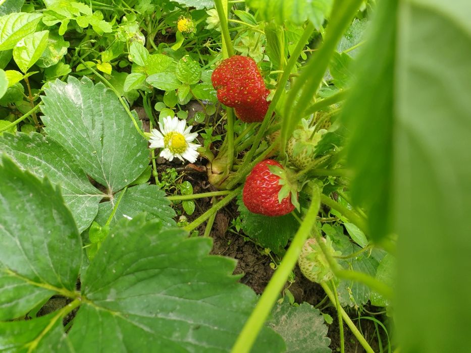 Саженцы Малины крупной домашней