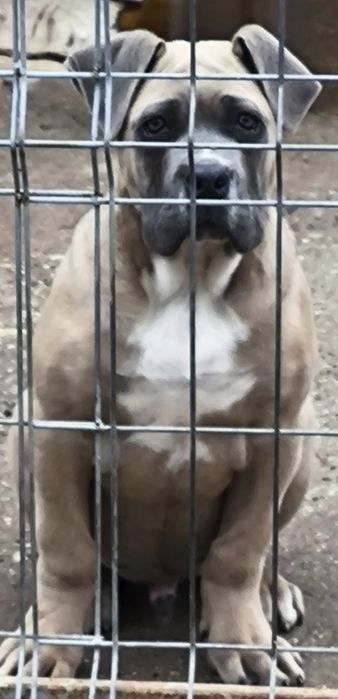 Mascul Cane Corso formentino,cu Pedigree+