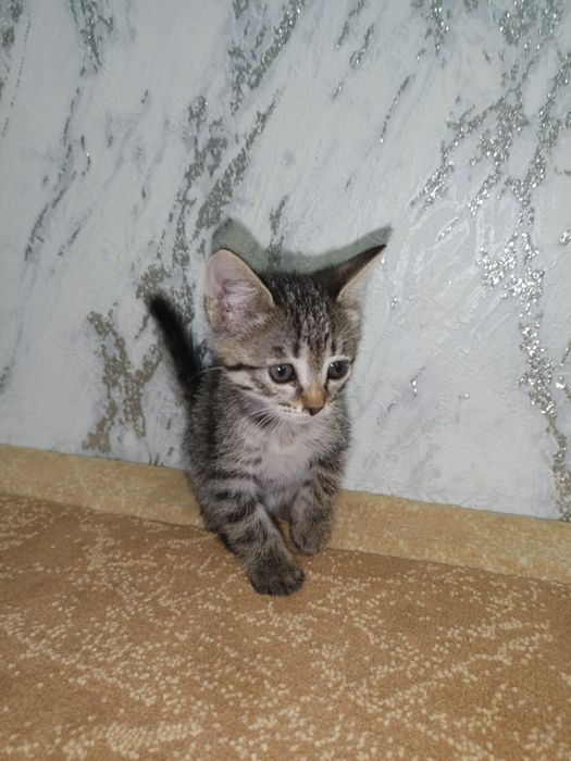 Котята хорошие мышеловы