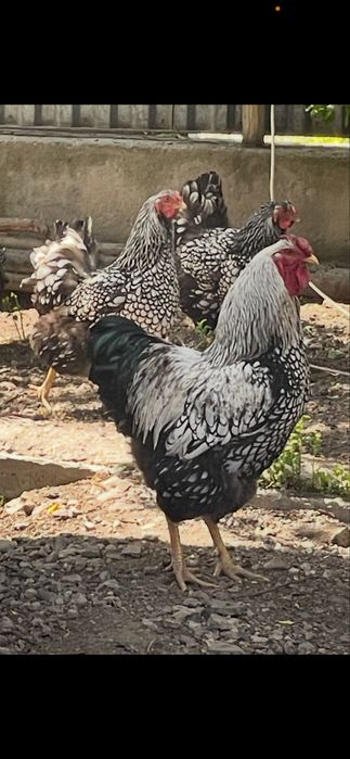 Виандот серебро