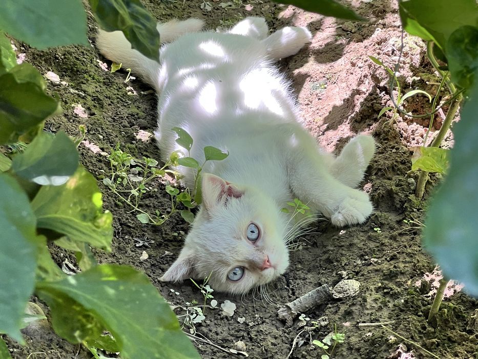 Котенок Scottish straight color point