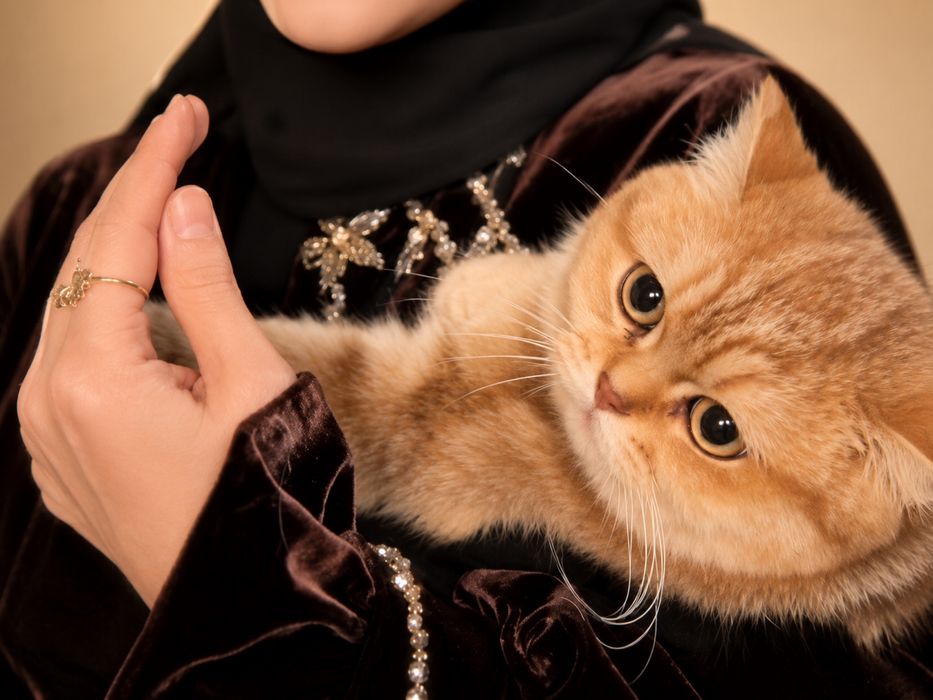 Котята серебристой шиншиллы ищут дом (продаются!)