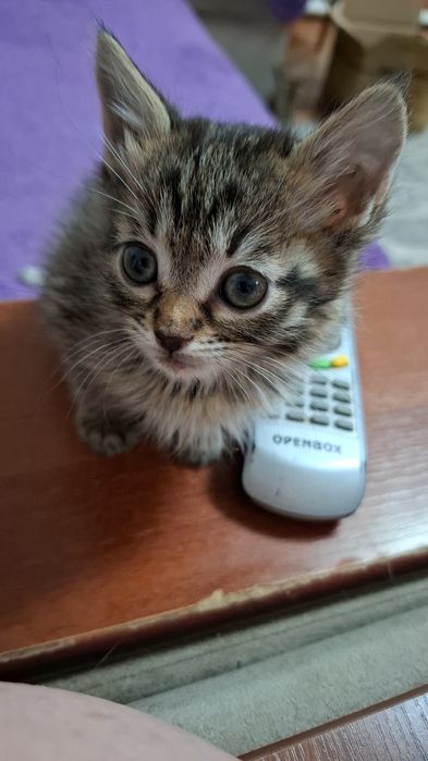 Пристраиваются котятки в добрые руки