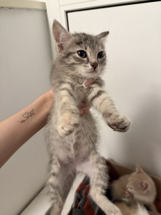 Маленькие котята ищут дом