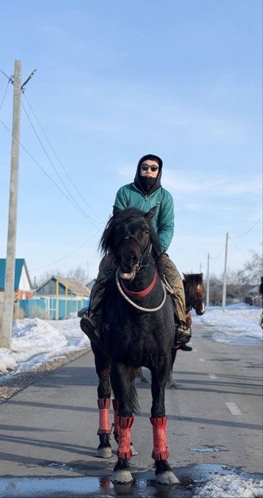 Продаю Айгыр !!!