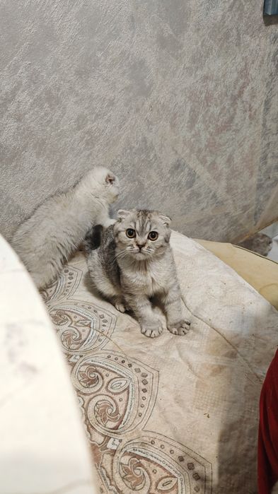 Котенок Скоттиш Фолд