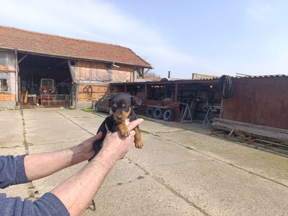 Подарявам кученца