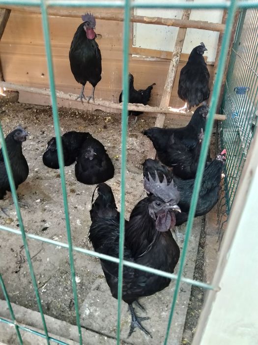 Uhayu tovuqlari sotiladi