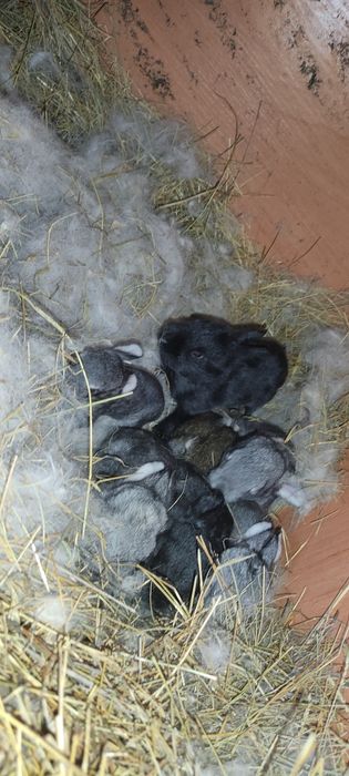 Крольчата кролики