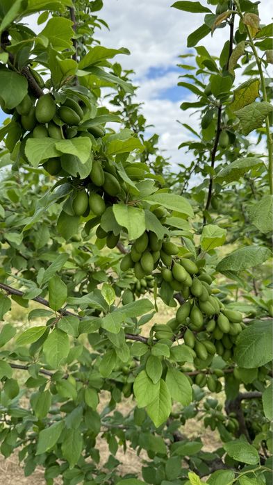 Продава се Земеделски имот в с. Крислово, Област Пловдив -  кв.м за 2267 €/дка - Снимка #7