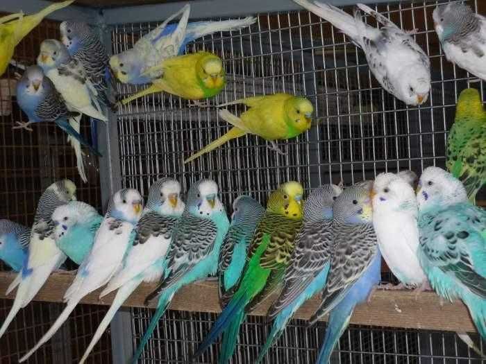 Продаю попугай волнистые