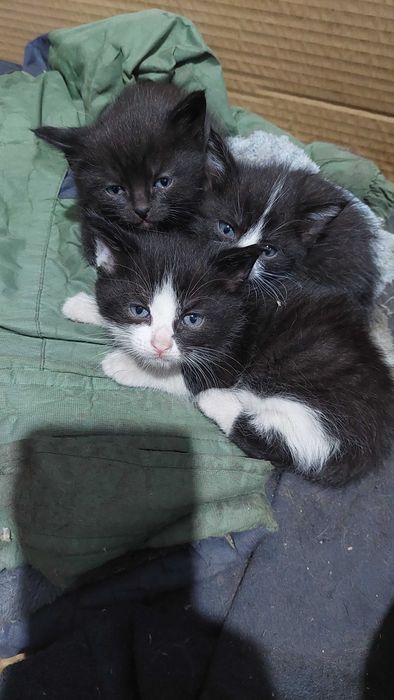 котята в хорошие руки