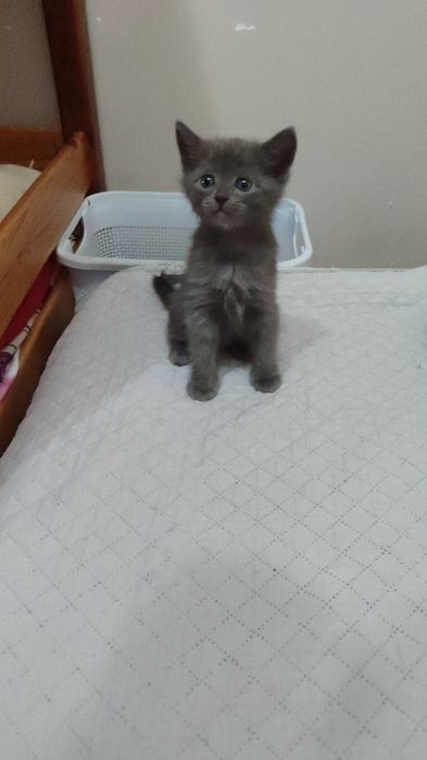 Котята мальчик и девочка