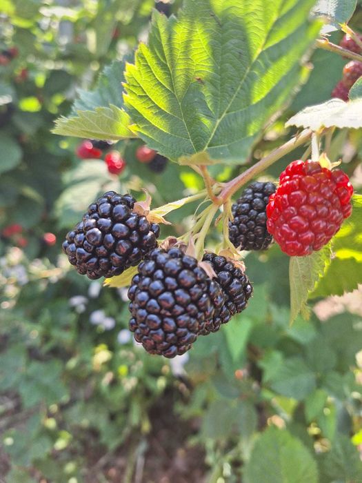 Plantația de Mure Bio Gârbou