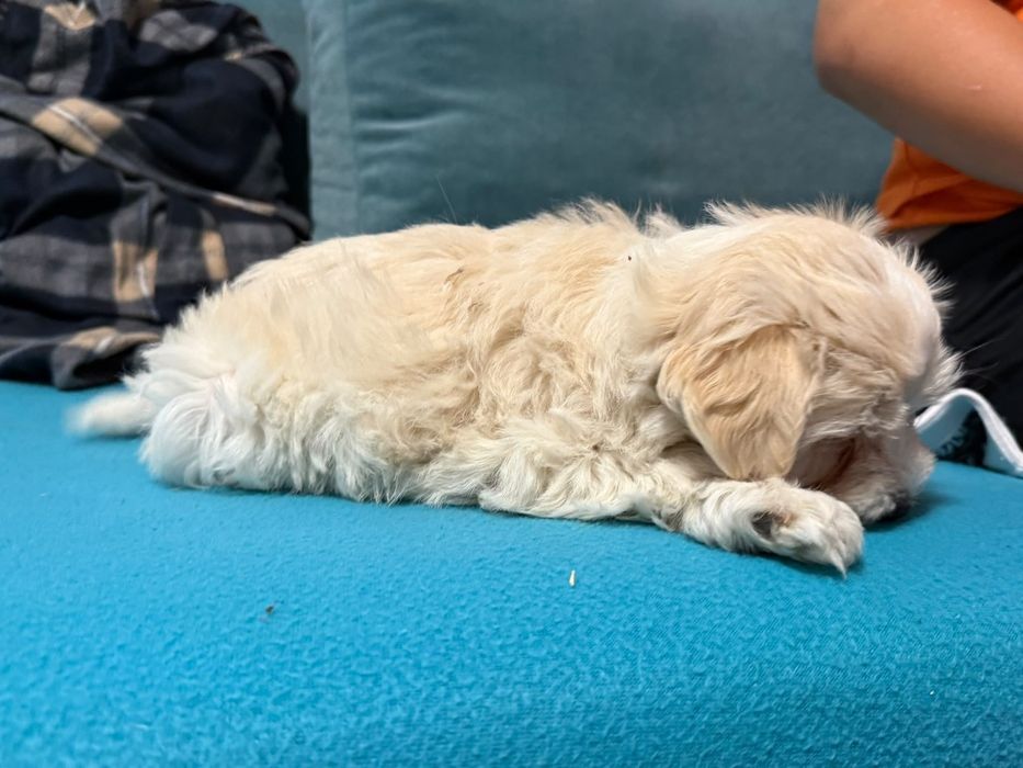 Cățelușă bichon maltez