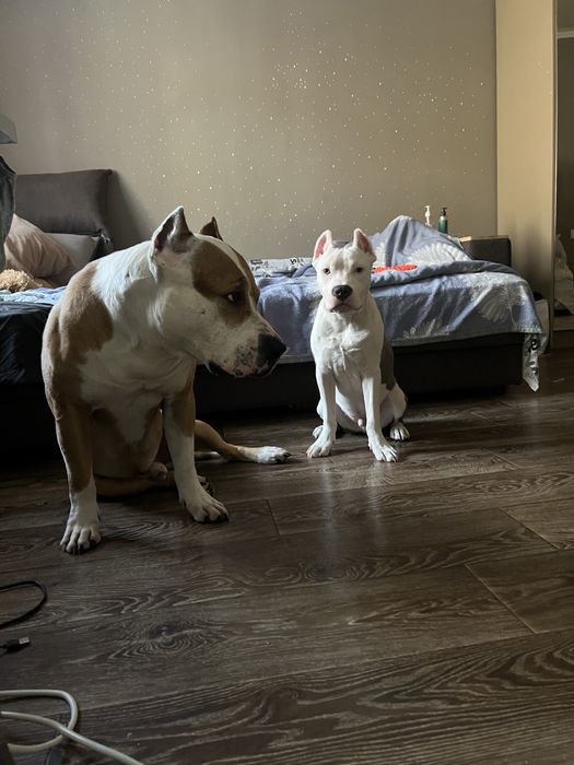 Продам щенка стаф