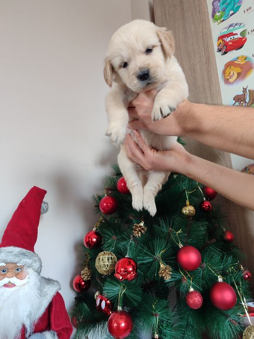 Голдън  ретривър