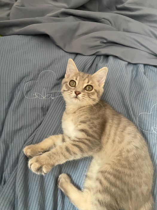 отдам котенка в добрые руки