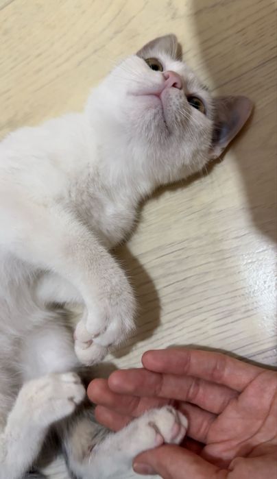 Котенок мальчик