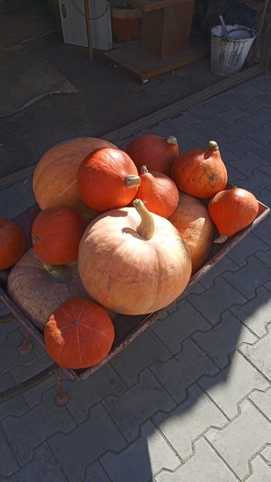Тыква  домашняя.
