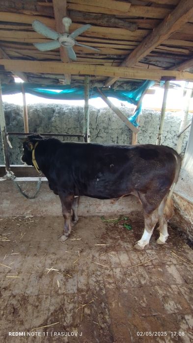 Новвос сотилади соглом еб ичиши зур узим боккан букалар