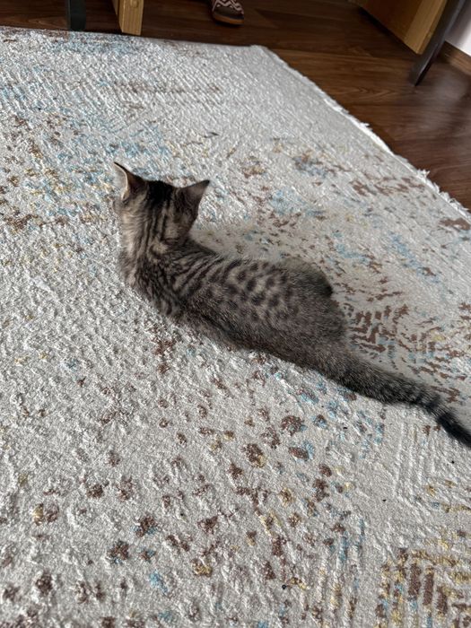 Срочно продам котенка