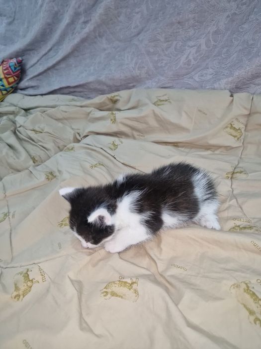 Отдадим котёнка в добрые руки