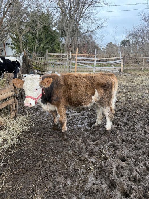 Vând 6 vițele si 4 taurasi