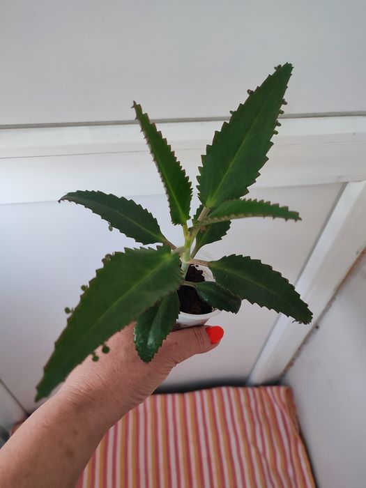 Каланхоэ лечебное.