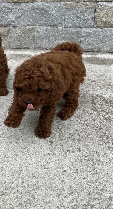 Пудел той мини пудел