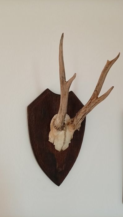 Decorațiune de perete