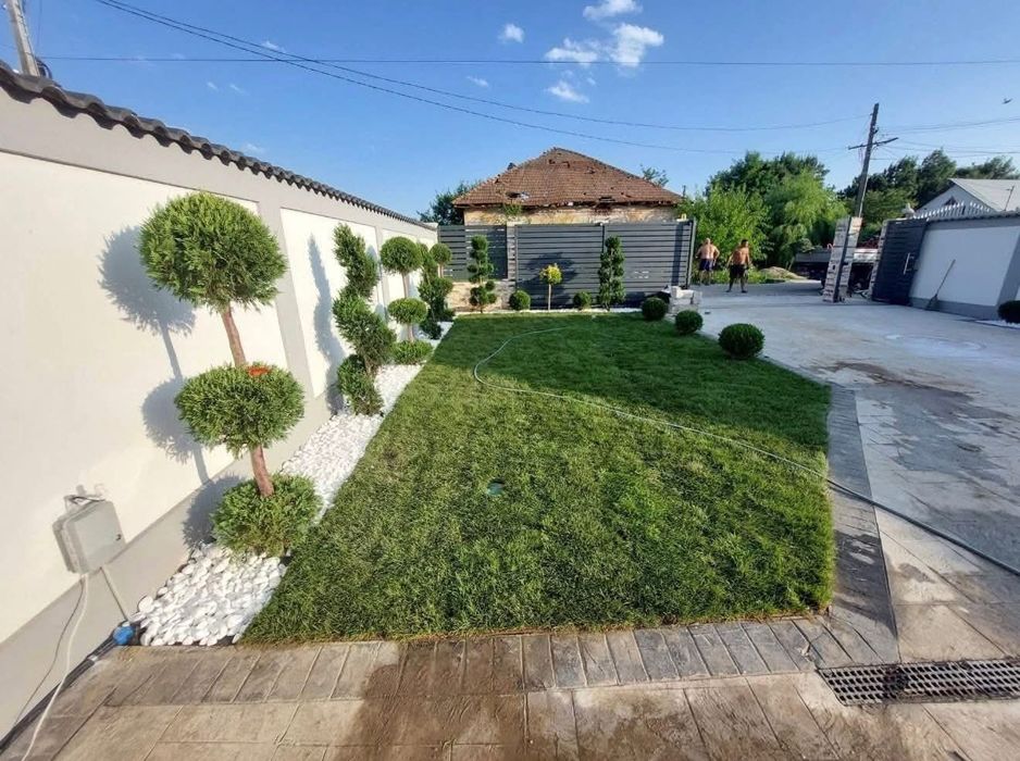 Vând tuia lerandi pt un gard viu verde veșnic natural pt detalii sunați sau dați mesaj pe whatsapp!