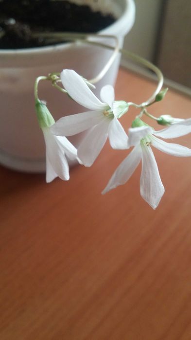 Кислица комнатная