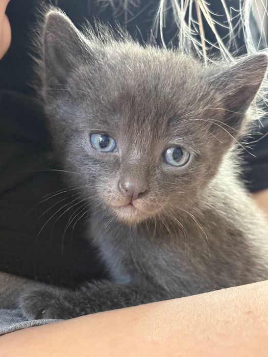 Отдам в добрые руки