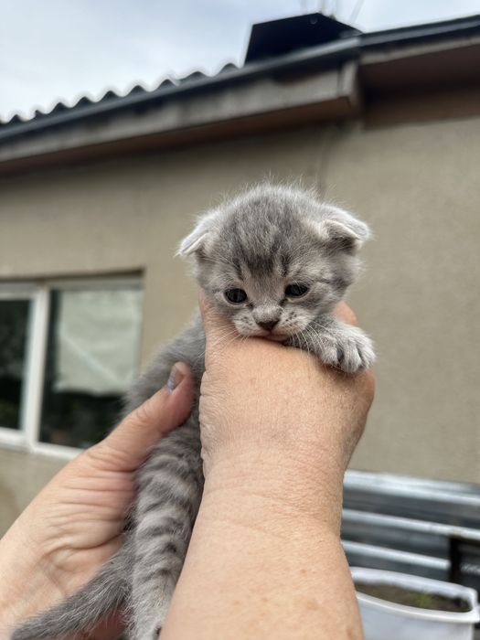 Котята породистые в добрые руки