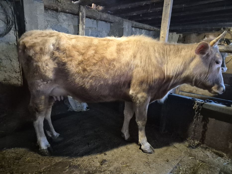 Продаётся молодая молочная корова.