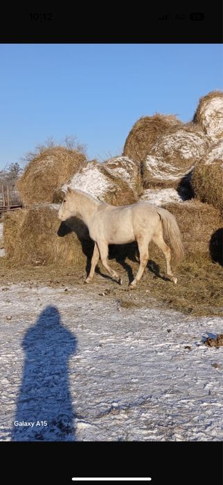 Продается полтарашка жеребцы