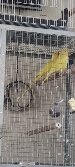 Ажереловый куш сотилади сарик